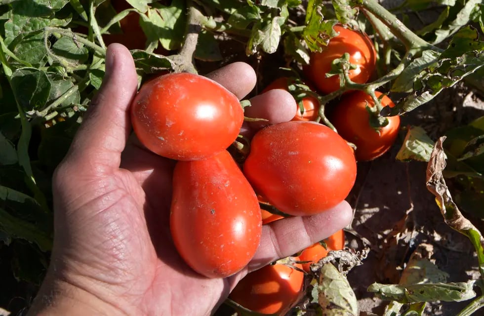 Cerca de alcanzar el desafío histórico de abastecer al mercado interno, la industria del tomate empieza a mirar la exportación como la próxima meta, para poder seguir creciendo. Foto: Orlando Pelichotti / Los Andes