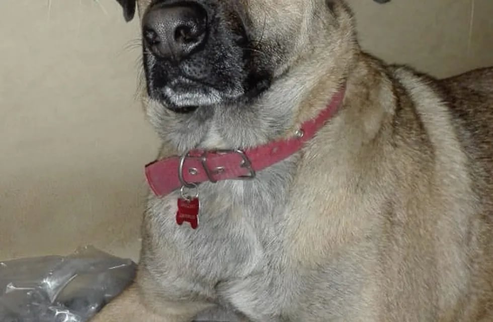 Simón, el perro que salvó a 3 niños de ser mordidos por una yarará en su casa 