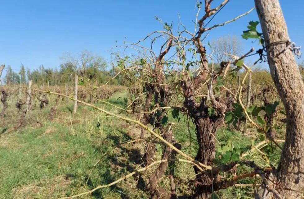 Acovi ofreció créditos a productores vitivinícolas y priorizó a los que sufrieron daños por las heladas.