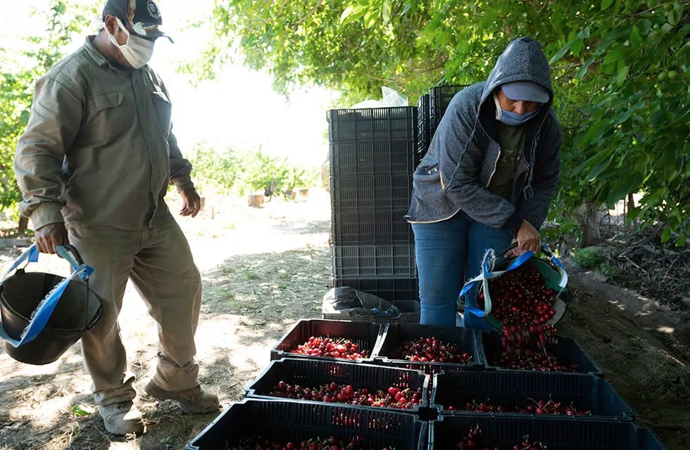La capacitación permitiría a los productores de cereza de la provincia conocer las tecnologías que se pueden aplicar para controlar la deshidratación en poscosecha de la fruta. Foto: Ignacio Blanco / Los Andes