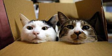 Por qué los gatos aman las cajas y los escondites cerrados