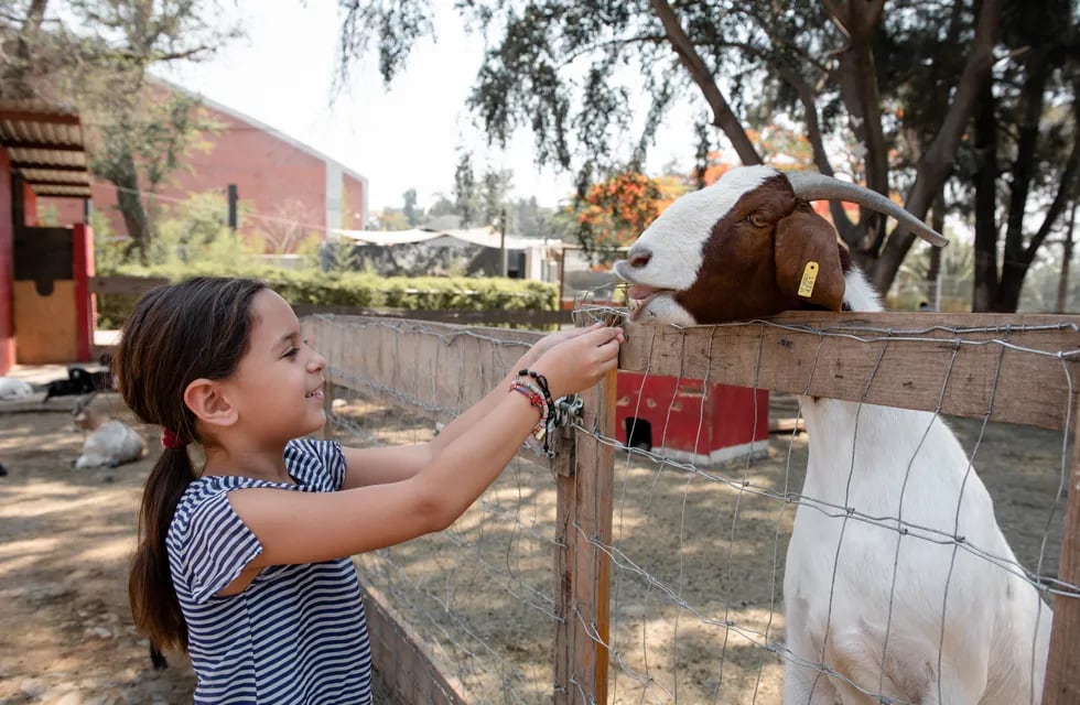 Visita a la granja, cuánto cuesta hacer una experiencia para niños en Mendoza. (Pexels)