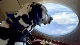 Un vuelo de United Airlines tuvo que desviarse luego de que un perro se hiciera caca en primera clase