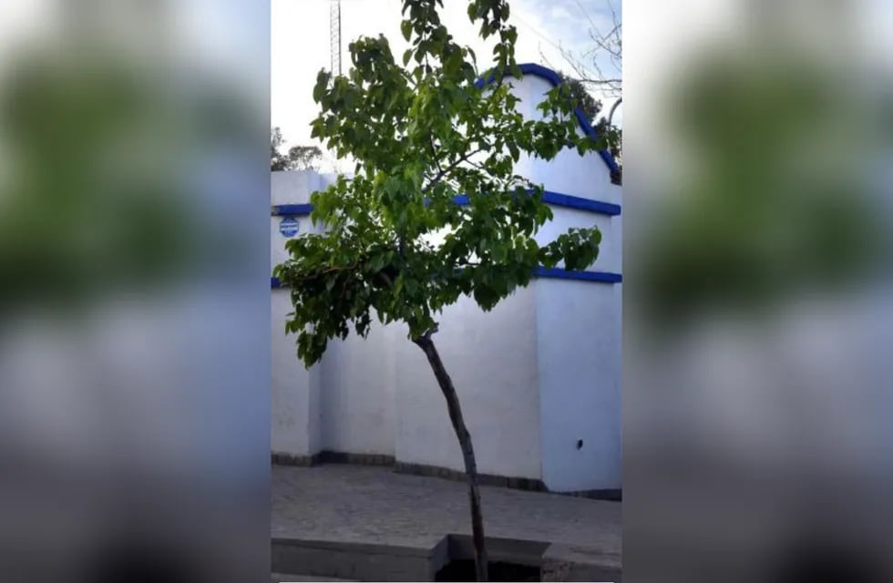 InfoDatos - Casi la mitad de los árboles que hay en Mendoza son moreras