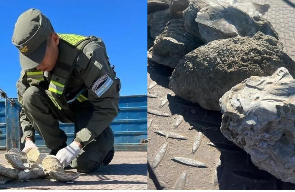 Gendarmería incautó fósiles de ostras de 12 millones de años que iban a ser sacados de la Patagonia ilegalmente.
