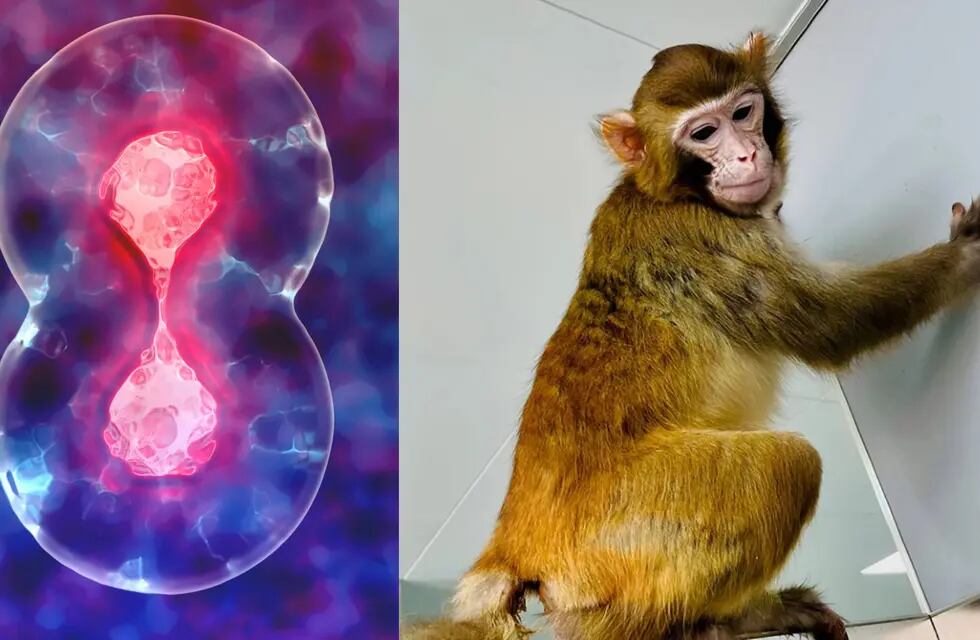 Por primera vez, un mono rhesus (Macaca mulatta) clonado en el laboratorio ha vivido hasta la edad adulta, sobreviviendo más de dos años hasta ahora