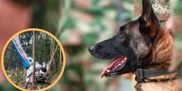 Wilson, el perro héroe que fue clave para encontrar a los niños en Colombia.