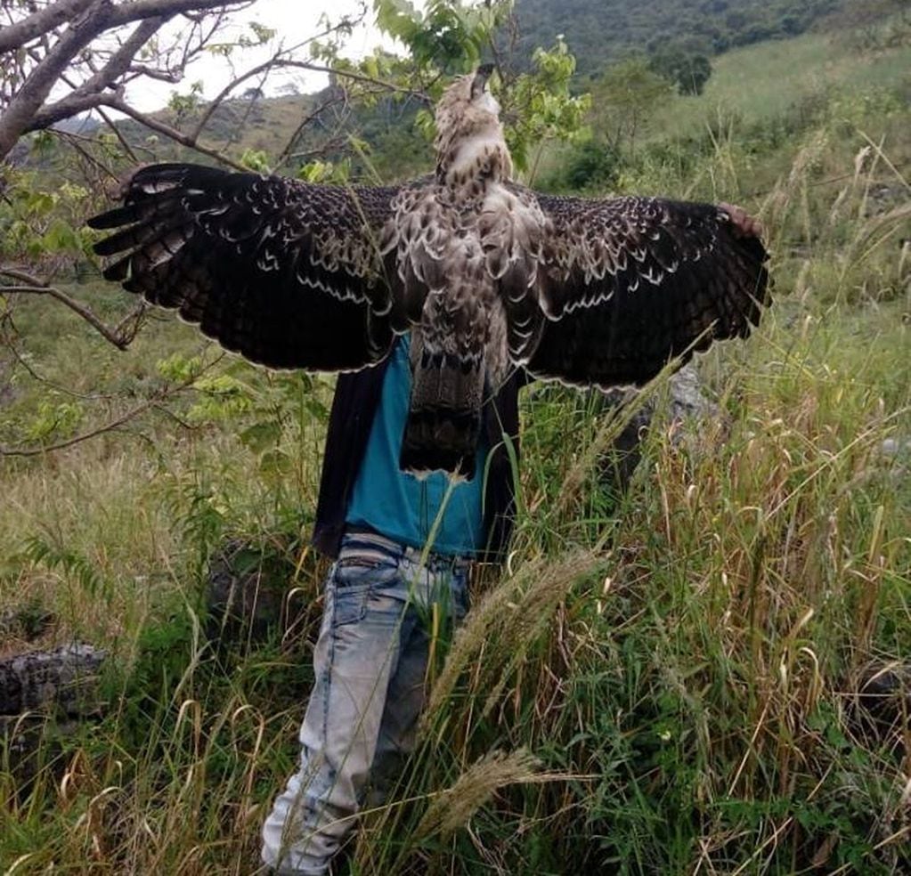 Ejemplar de águila poma abatido de un disparo en el Norte argentino. Foto: Proyecto Águila Inca.