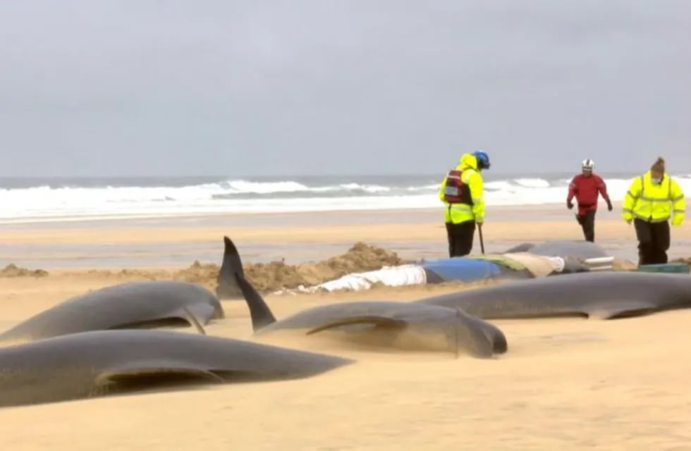 Las ballenas piloto quedaron varadas y murieron por su propio peso. Foto: Mairi Robertson-Carrey, Christina McAvoy/British Divers Marine Life Rescue