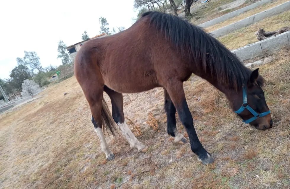 Se confirmó que la encefalomielitis equina está en Mendoza: dieron positivo las muestras de dos caballos fallecidos