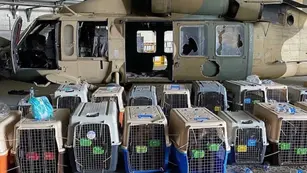 Perros abandonados en el aeropuerto de Kabul