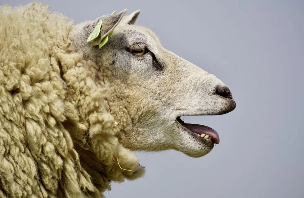 "Las ovejas saltaban más alto que las cabras, y eso nunca sucede. Lógico, porque se comieron alrededor de 300 kilogramos de cannabis" dijo el productor