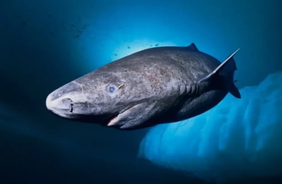 El tiburón de Groenlandia habría nacido en 1505, un año antes de la muerte de Cristobal Colón