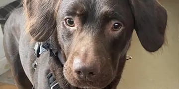 Coco, el primer perro alcohólico en ser tratado por adicción