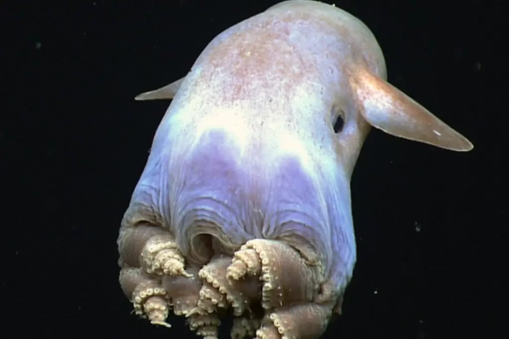 Encuentran un extraño pulpo Dumbo en el océano Pacífico a 7 mil metros de profundidad