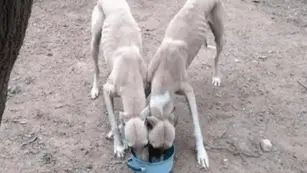rescatan a seis galgos desnutridos que los usaban para alimentar a un pitbull