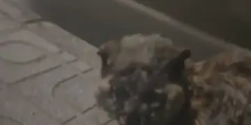Gato quemado con un soplete