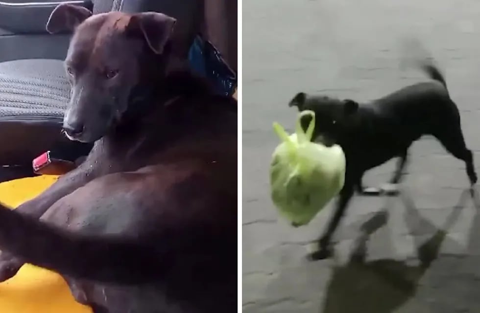 Bujía, el perro recolector de basura que enterneció los corazones de cientos de usuarios de las redes sociales. Foto: captura de video.