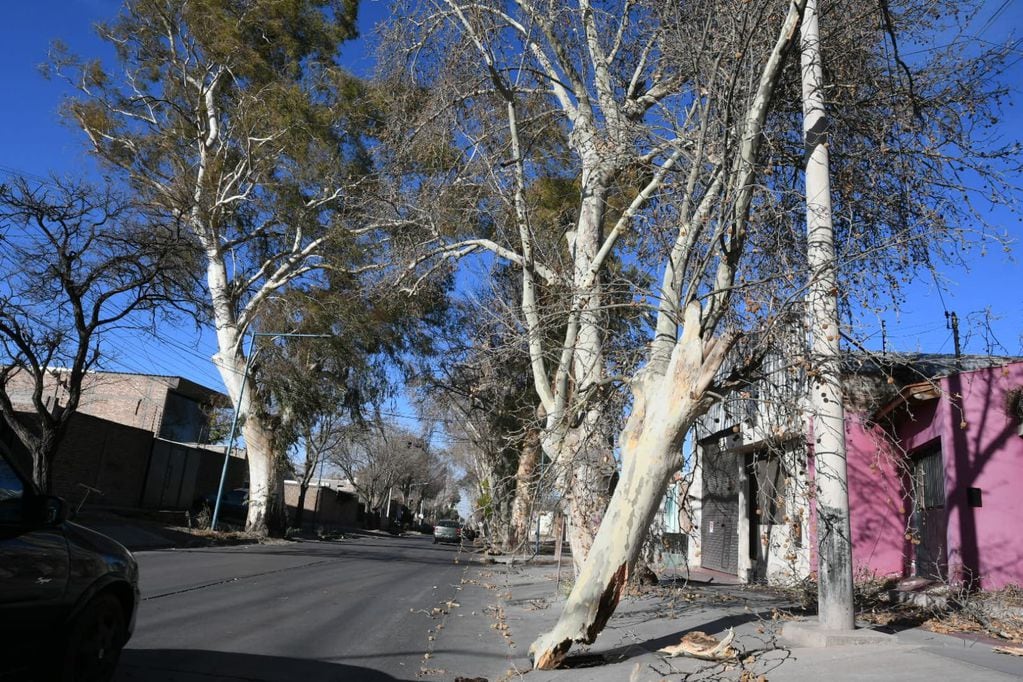 Otro árbol caído en calle Rawson. / Foto: Marcelo Rolland