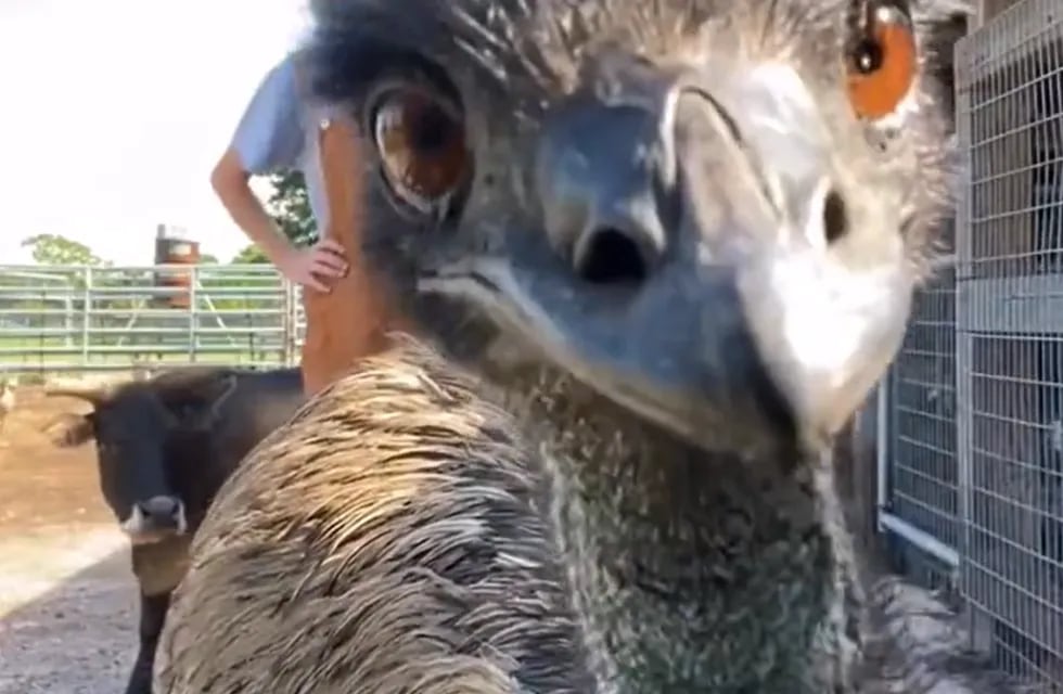Se viralizó una grabación muy chistosa de una mujer que intentaba hacer un video mostrando la granja donde trabaja, pero el ave no paró de interrumpirla.