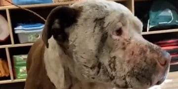 La increíble transformación de Albus, un perro rescatado