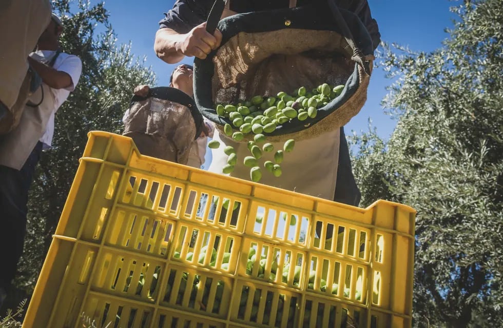 Mendoza Activa III incluye una amplia variedad de líneas orientadas al sector agropecuario mendocino. Foto: Ignacio Blanco / Los Andes