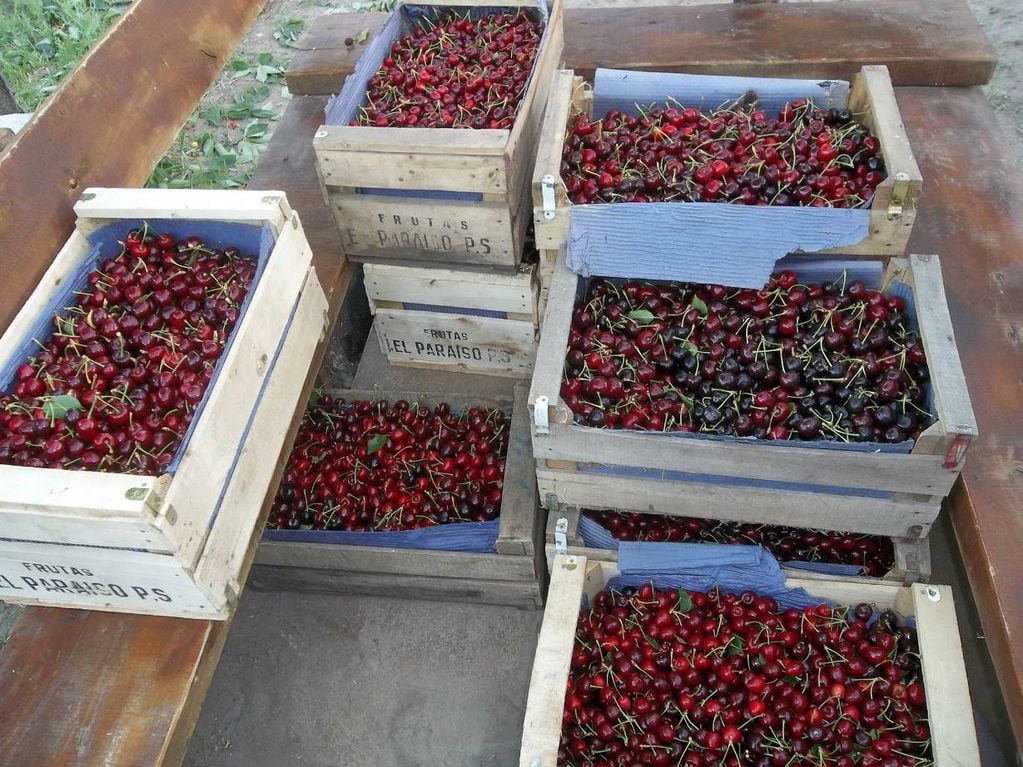 La familia Polkosnik produce cereza en Punta del Agua.