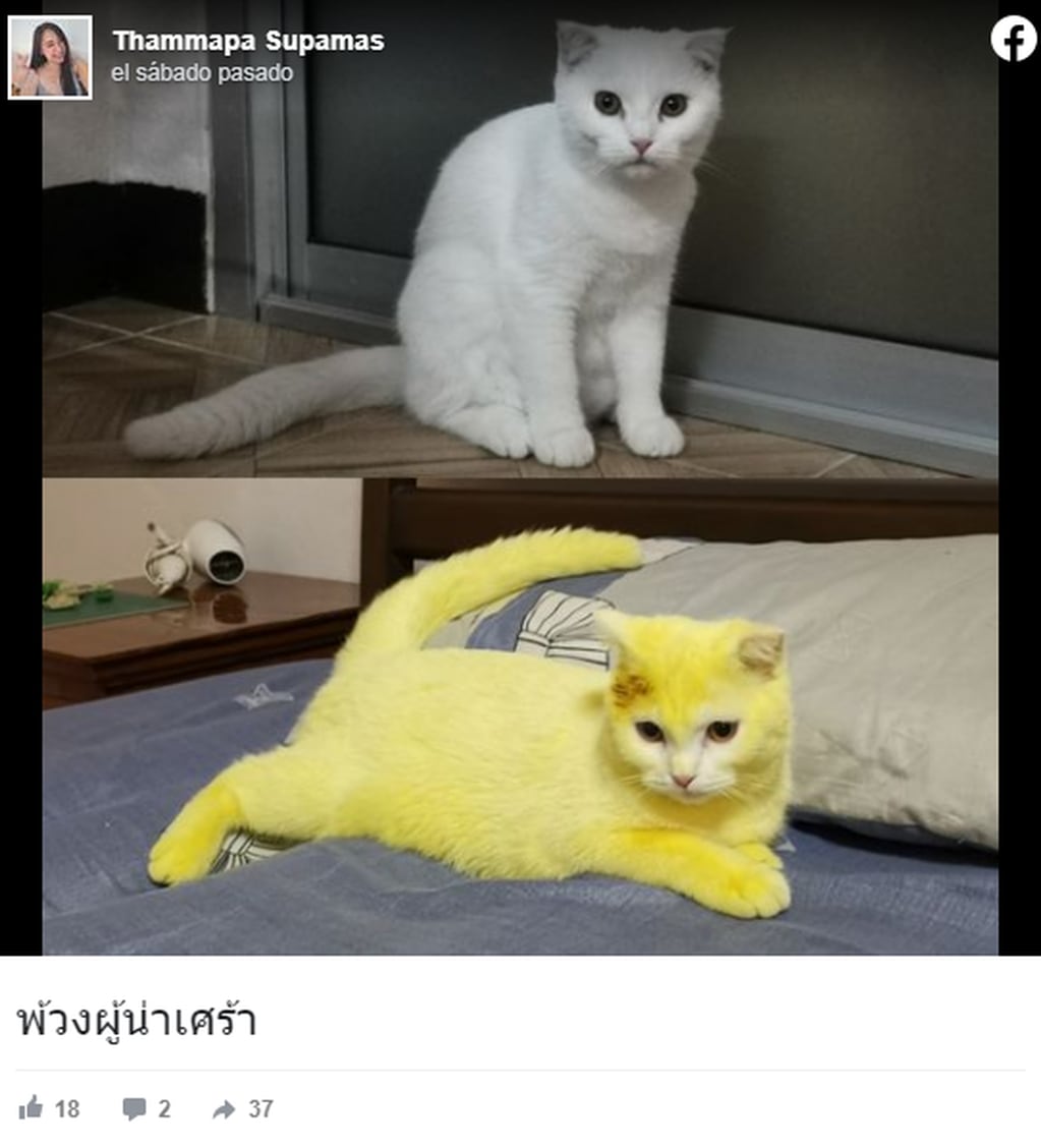 Así quedó el gatito, de color amarillo.