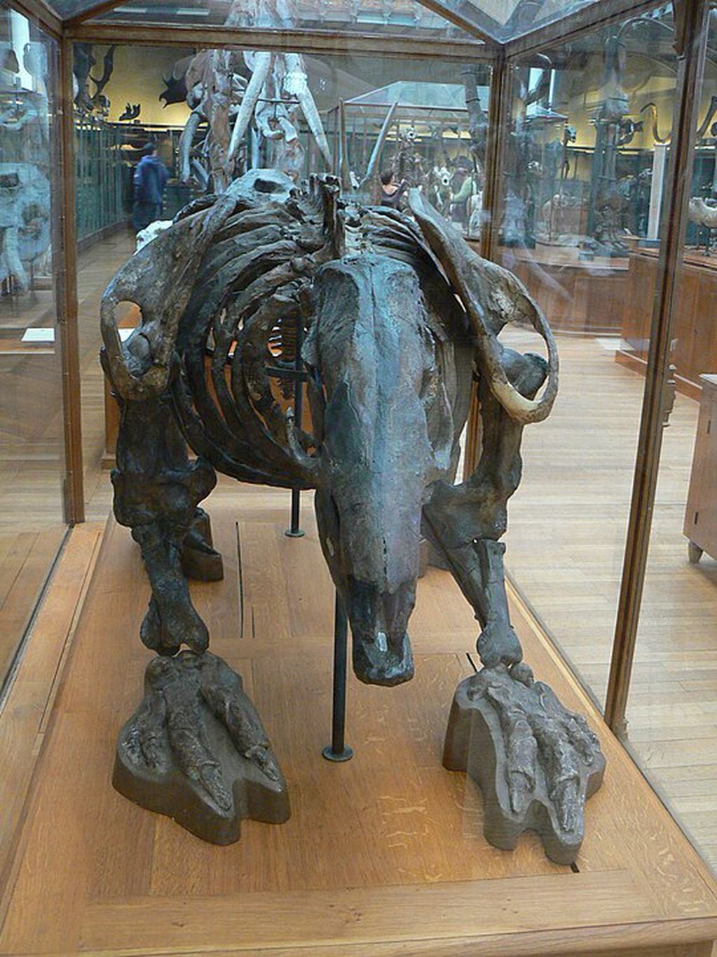 Ejemplo de los huesos de un perezoso gigante "Scelidoterio". Foto: Billiken