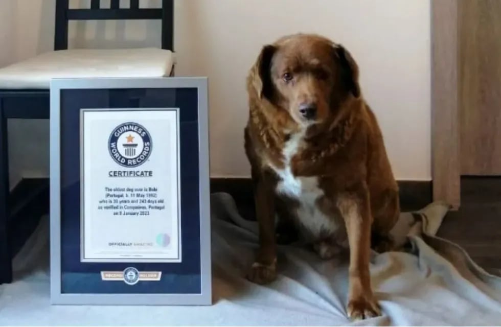Bobi se convirtió en el perrito más viejo del mundo con 30 años y rompió el récord Guinness.