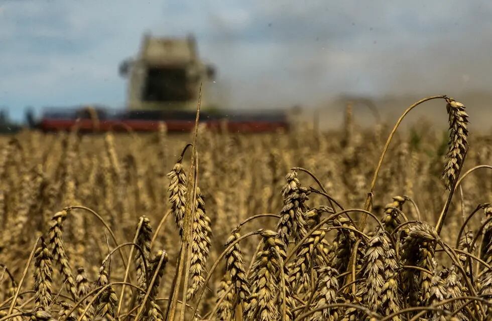 Acuerdo con Polonia y LItuania por el grano ucraniano facilitaría exportaciones.