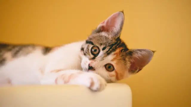 Efemérides. Día Internacional del Gato. (Imagen ilustrativa)