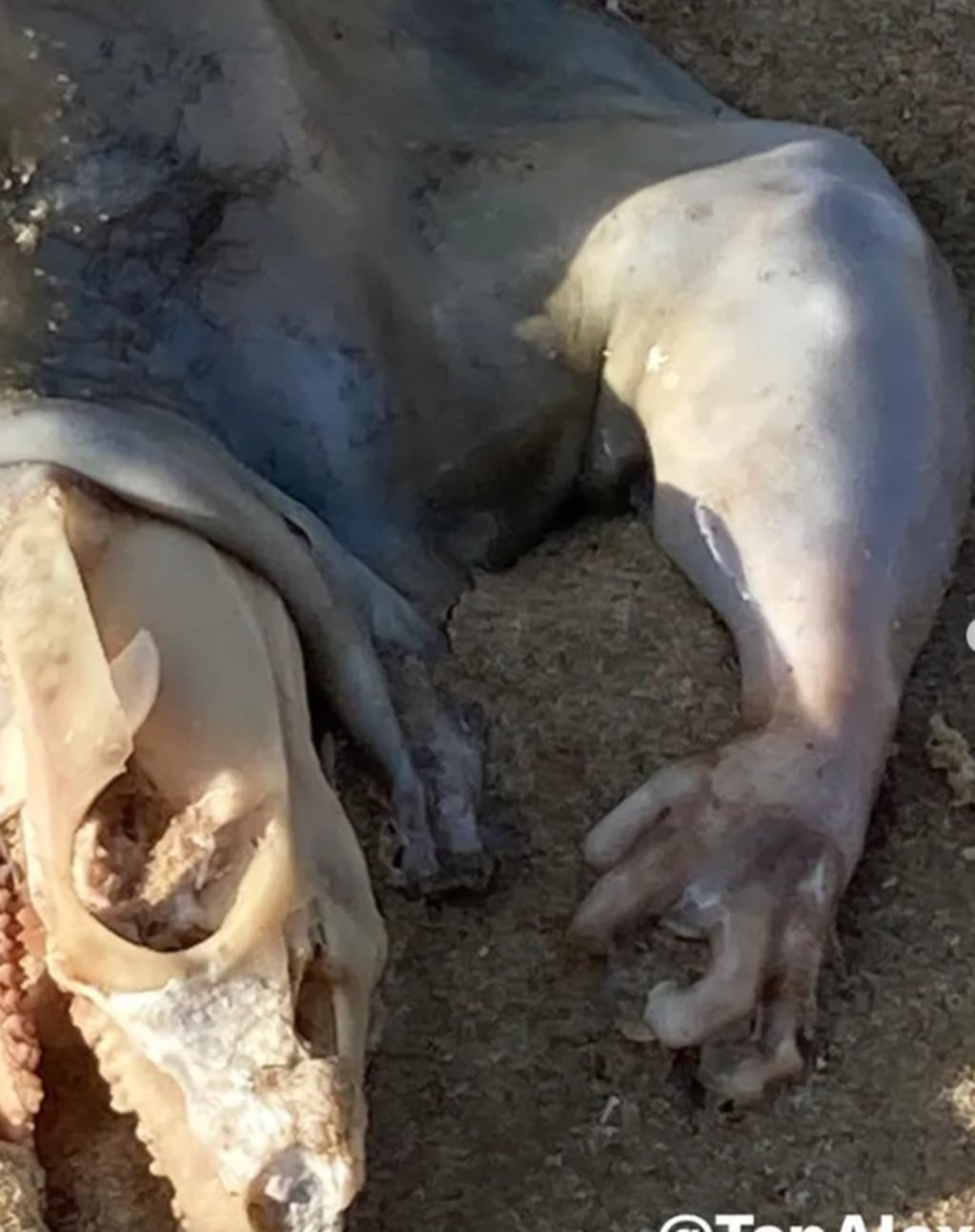 Las imágenes de la criatura que un joven encontró en una costa australiana desorientan a los usuarios de las redes.