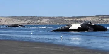 Ballenas muertas en la costa de Chubut