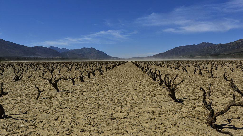 Cambio climático.
Falta agua y búsqueda de otras zonas para cultivar.
foto: Adobe Stock