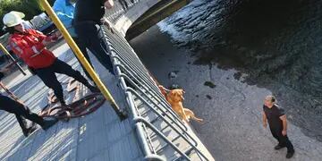 Fotos y video: bomberos rescataron a un perrito en el canal Cacique Guaymallén y evitaron que se ahogue. Foto: Ignacio Blanco / Los Andes.