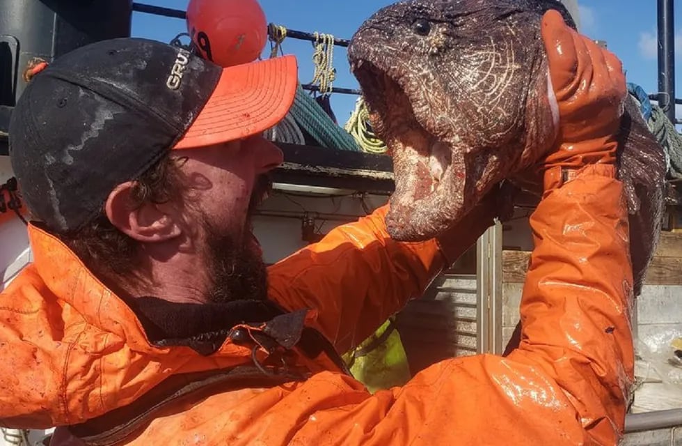El espeluznante "monstruo marino" hallado en el mar de Bering, Alaska (EEUU) - Facebook / Nate Iszac