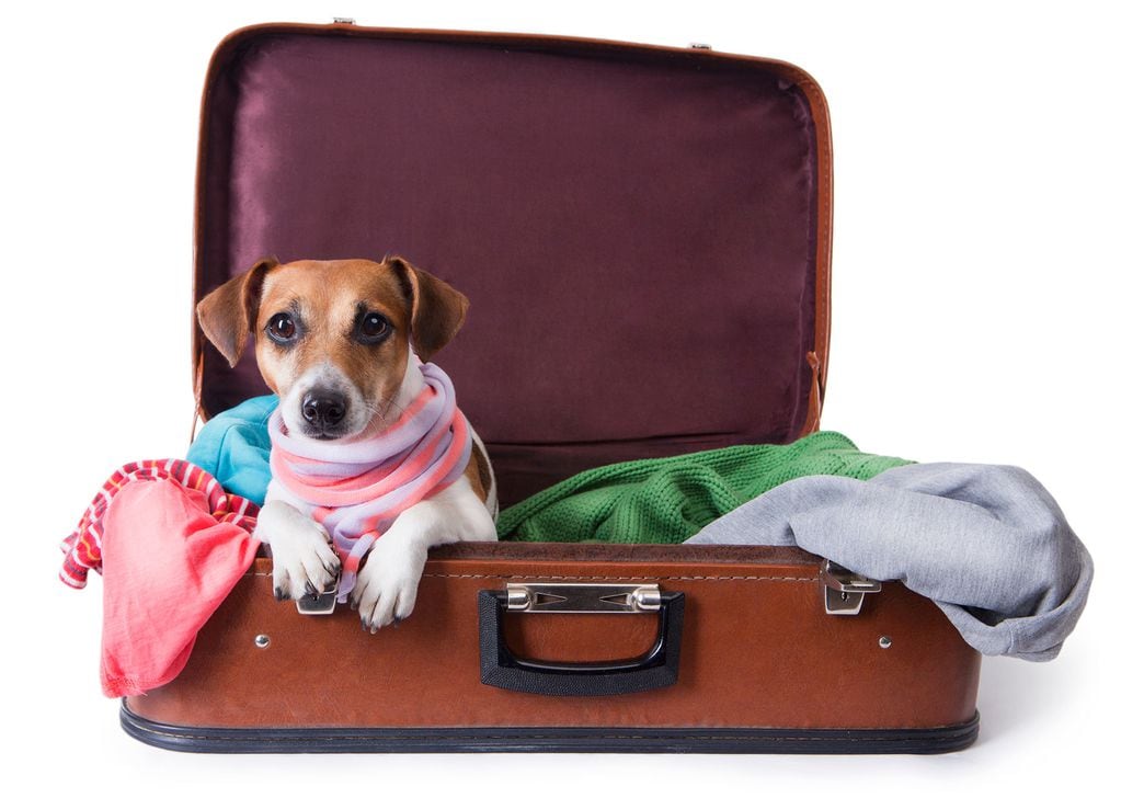 Teniendo en cuenta las medidas que exigen las aerolíneas, podemos viajar con nuestras mascotas más pequeñas.