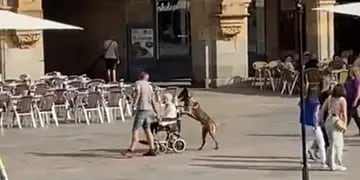 Grabaron a un perro empujando la silla de ruedas de una abuela en un paseo por la plaza