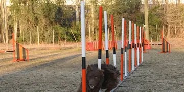 Agility perros obstáculos adiestramiento canino