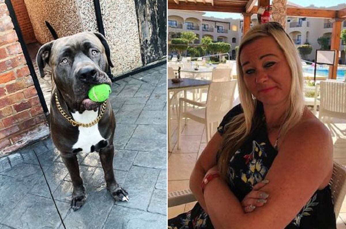 Rocco era el perro de Joanne Robinson (43), a quien mató en su propia casa (Mirror)
