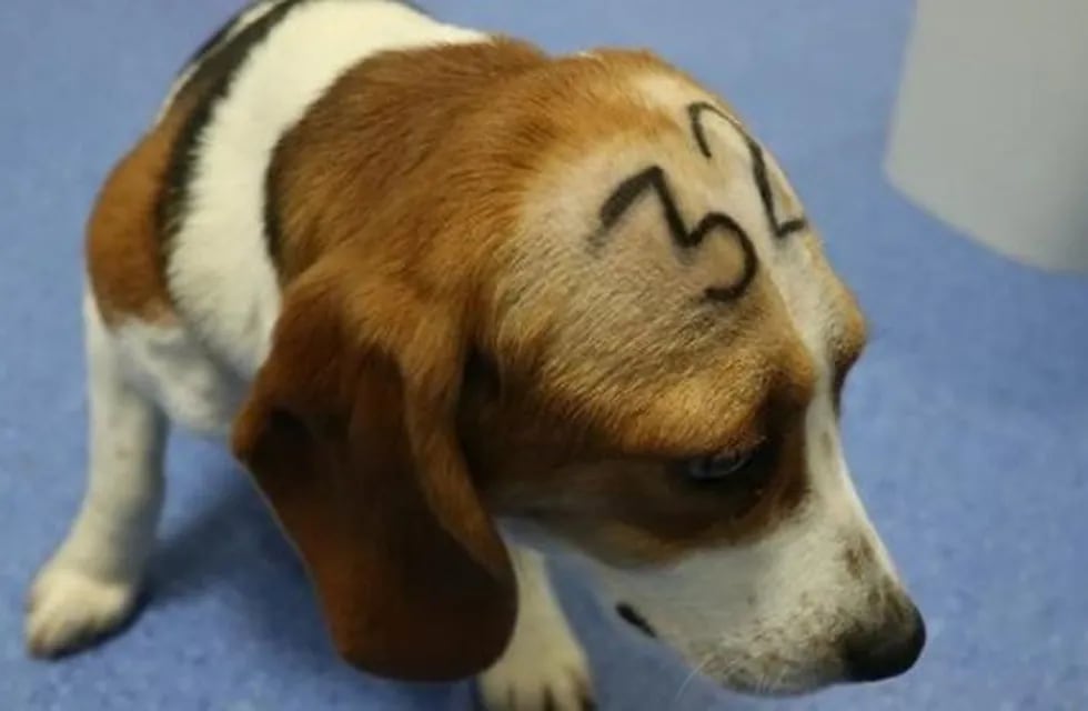 Polémica en España por un laboratorio que sacrifica perros beagles para un ensayo clínico.