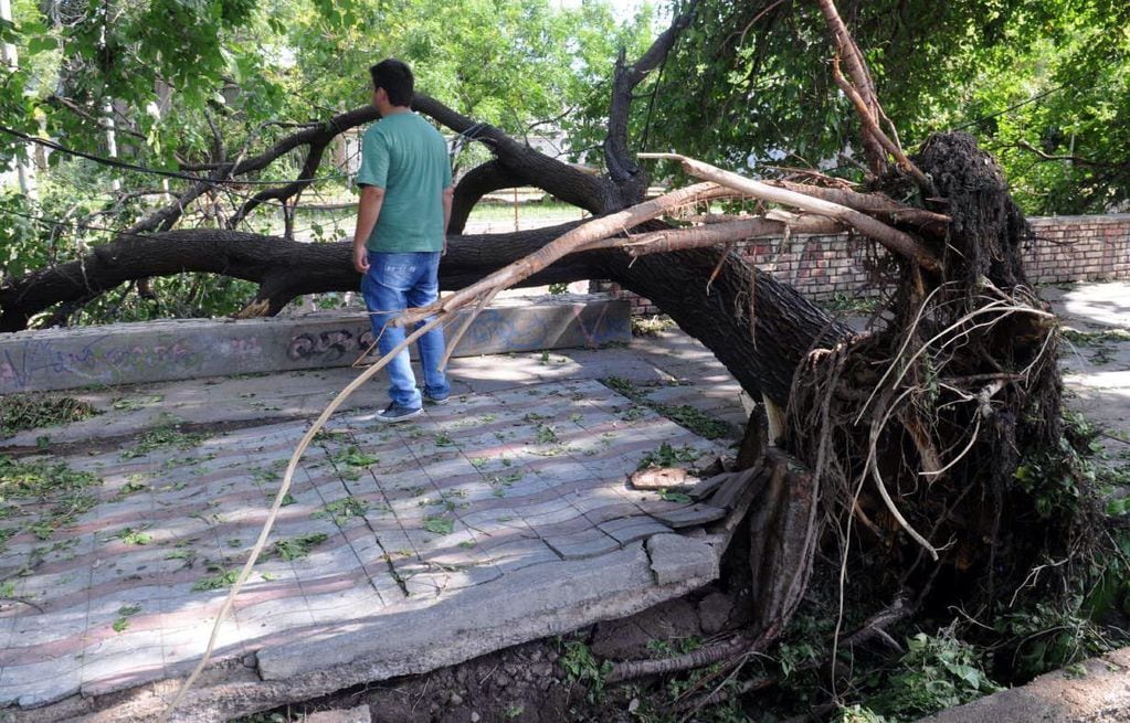Las tormentas, temporales y granizadas dejaron unos 200 árboles caídos en el Gran Mendoza,