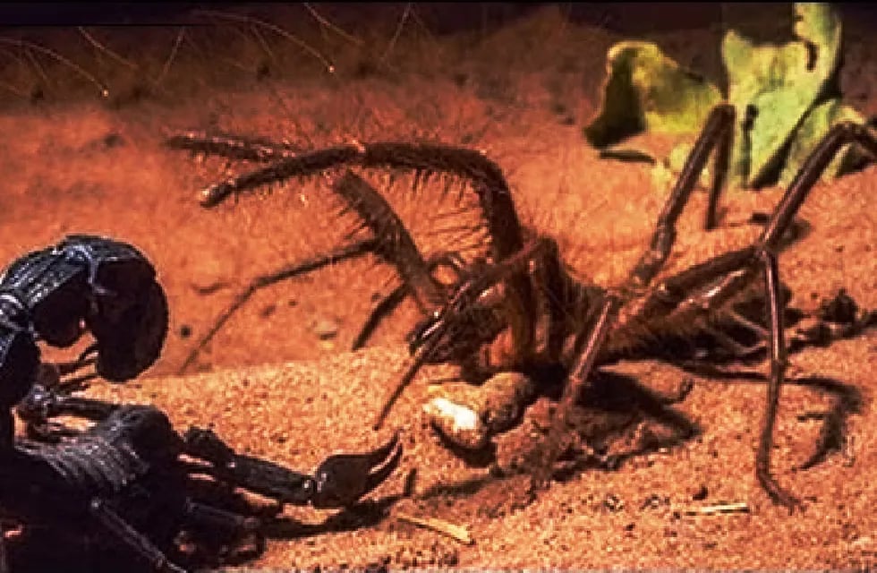 En el cuento que Fragapane aporta a nuestra sección, una araña y un escorpión miden sus fuerzas.