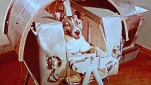 LAIKA. Fue hace 60 años el primer ser vivo en orbitar la Tierra en un histórico vuelo sin retorno.