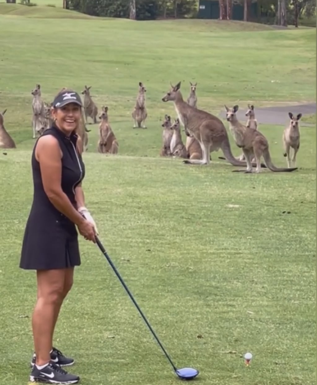Canguros sorprendieron a una golfista.