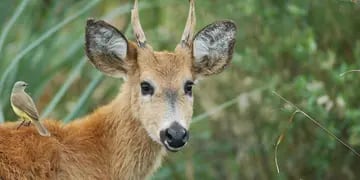Macabro: robaron tres ciervos de un parque ecológico, los asesinaron para comerlos y fueron detenidos