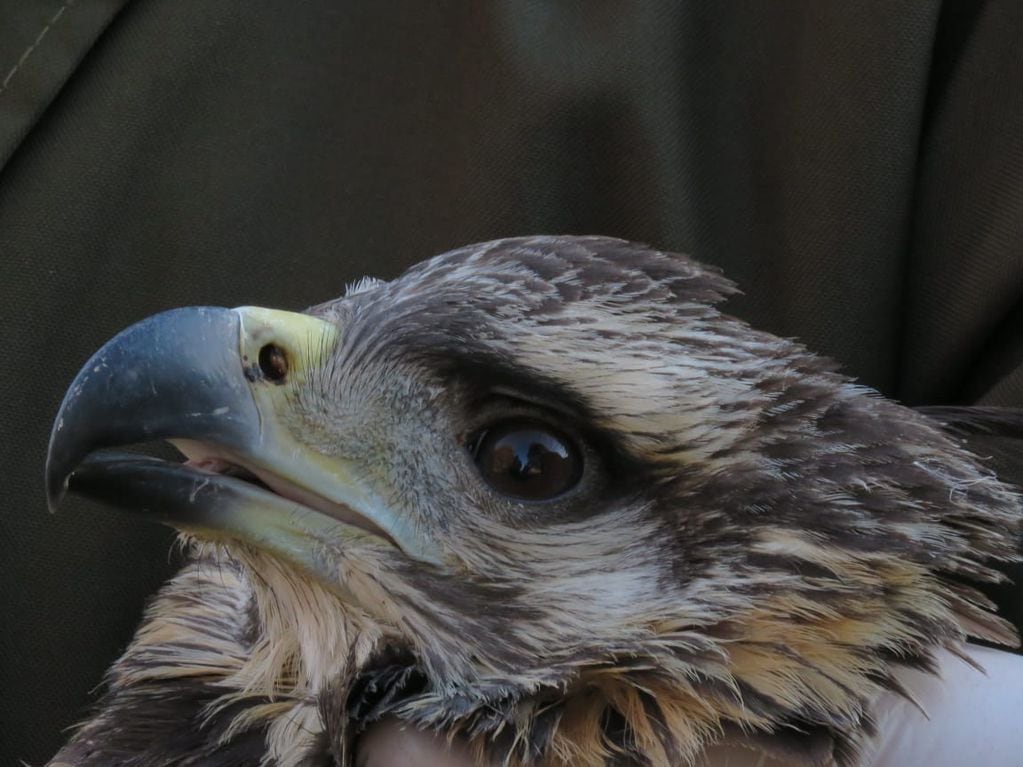 Si no se le corrige la fractura de la mandíbula, el pico crecerá de forma irregular y el águila coronada nunca podrá alimentarse por sus medios. Foto: Gentileza.