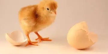 Según ChatGPT, ¿qué fue primero, el huevo o la gallina?