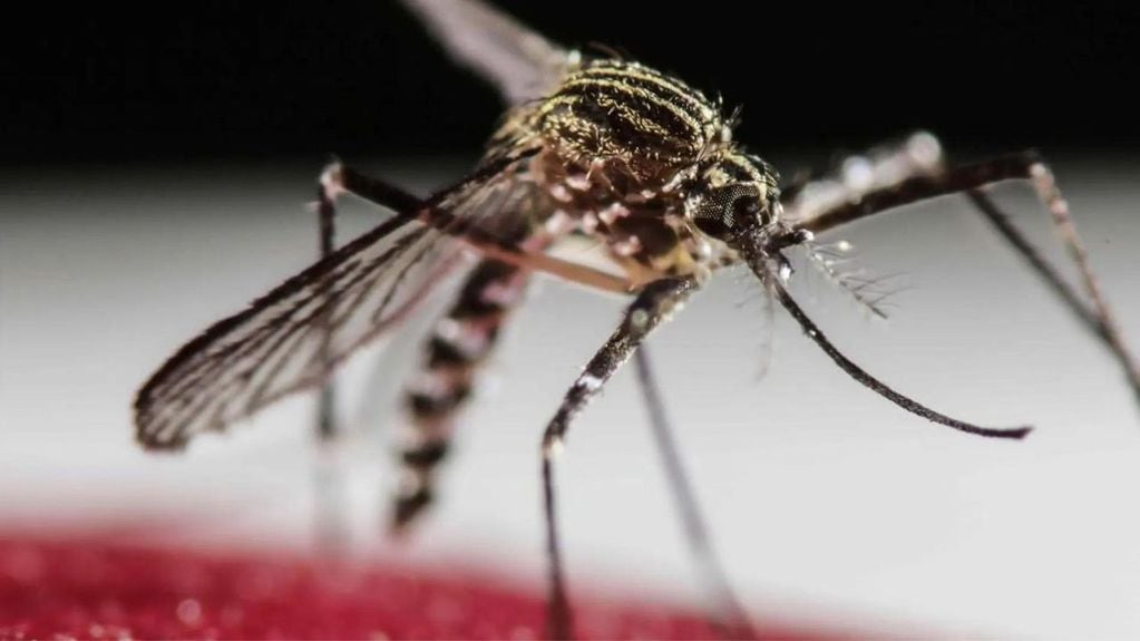 Alerta por brote de dengue en Argentina. 